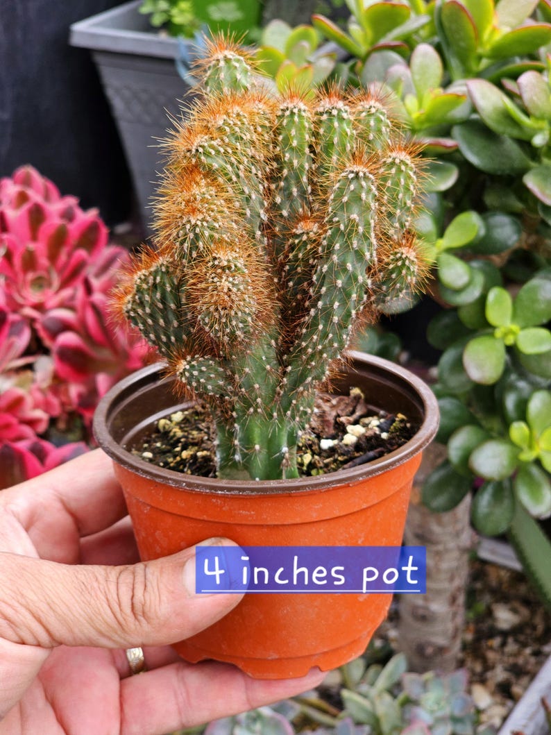 Fijiplants Apple Cactus Monstrose - Thumbnail 3