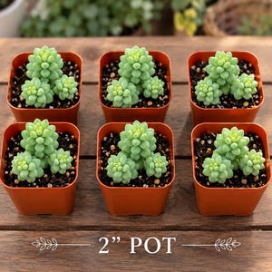 Donkey Tail Succulent – Trailing Sedum Morganianum, Rare Hanging Plant, Easy to Propagate imagen 5