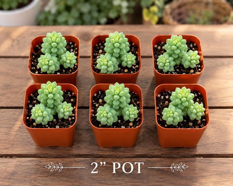 Donkey Tail Succulent – Trailing Sedum Morganianum, Rare Hanging Plant, Easy to Propagate imagen 5