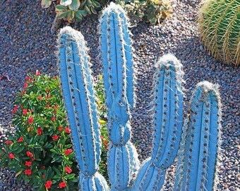 Brazilian Blue Cactus | pilocereus azures cactus | cactus plant | potted cactus | blue cactus | lil catu.