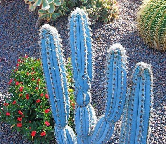 Cactus azul brasileño / cactus pilocereus azures / planta de - Etsy México