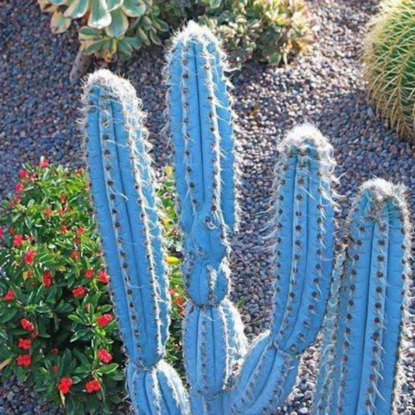 Brazilian Blue Cactus | pilocereus azures cactus | cactus plant | potted cactus | blue cactus | lil catu.