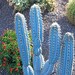 see more listings in the Cacti section