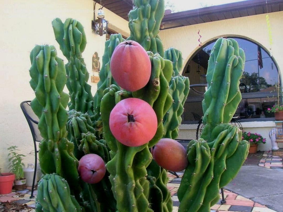 boobie cactus kaufen 3