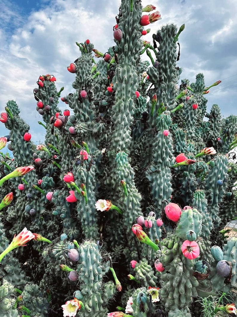 Fijiplants Apple Cactus Monstrose