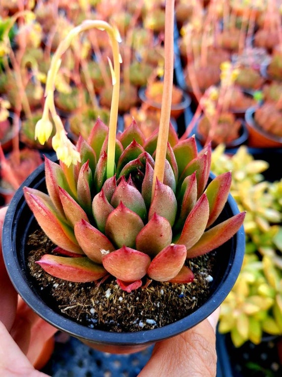 cactus succulents Artificial Cactus Houseplant - Medium (25
