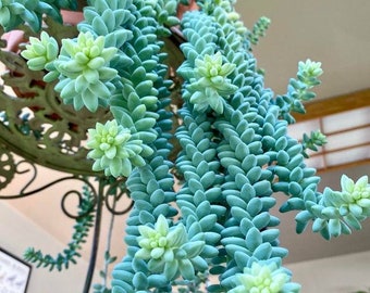 Donkey Tail Succulent | Donkey Tail Plant | Donkey Tail hanging plant | Sedum Morganianum | Sedum Burrito