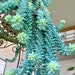 see more listings in the Succulents section