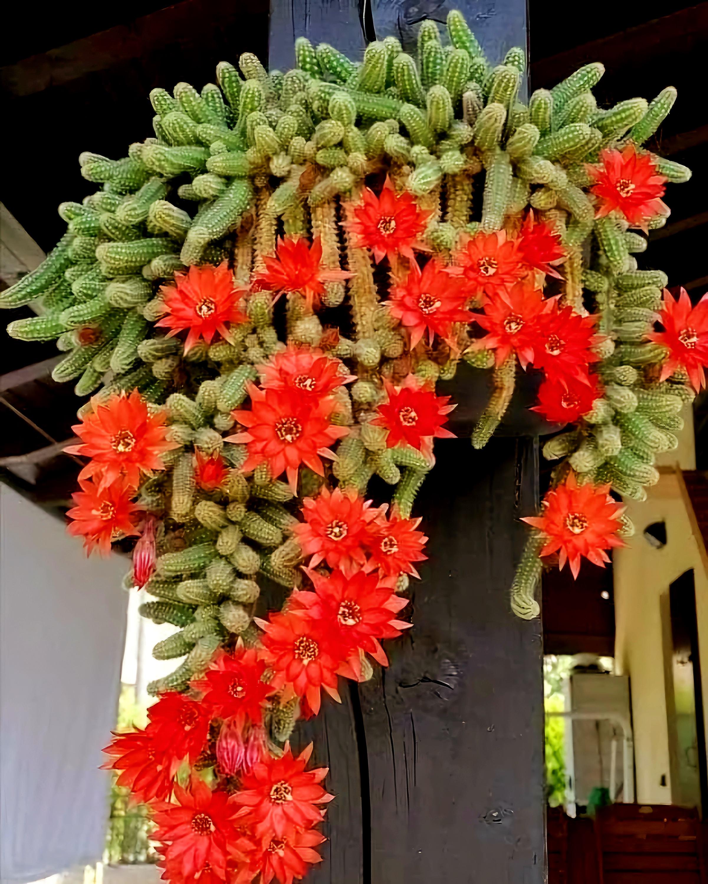 Peanut Cactus Clusters, Minimalist Cactus, Potted Live Succulent, live cactus plant, potted succulent,
