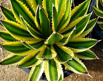 Agave lophantha Quadricolor, Quadricolor Century Plant, Exotic plant, exotic agave