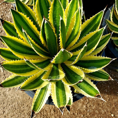 Agave Potatorum 