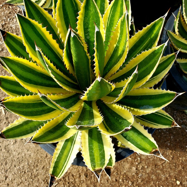 Agave lophantha Quadricolor, Quadricolor Century Plant, Exotic plant, exotic agave