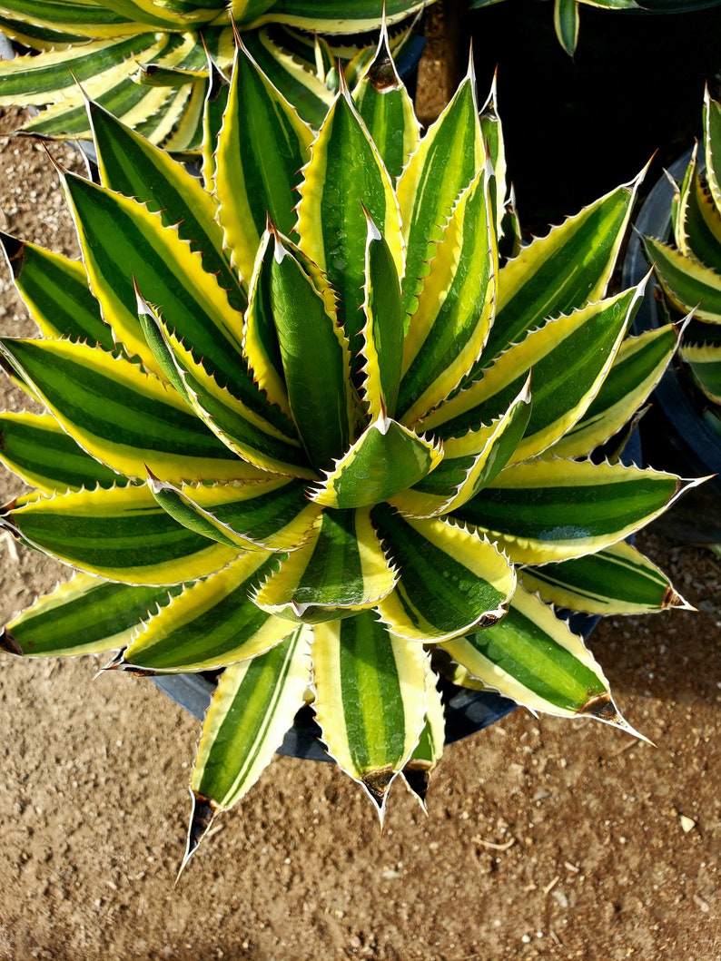 Agave lophantha Quadricolor, Quadricolor Century Plant, Exotic plant, exotic agave 5 gal agave