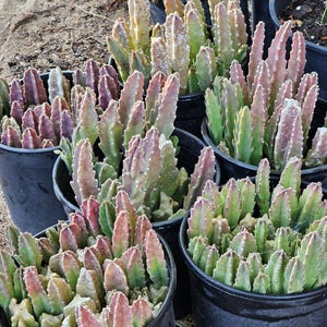 May include: A collection of potted succulent plants featuring upright, multi-ribbed stems in shades of green, pink, and dusty purple. Each plant is housed in a simple black plastic nursery pot, displaying a dense cluster of vertical, fleshy growth.