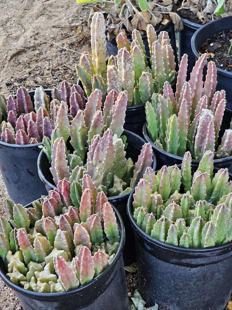 May include: A collection of potted succulent plants featuring upright, multi-ribbed stems in shades of green, pink, and dusty purple. Each plant is housed in a simple black plastic nursery pot, displaying a dense cluster of vertical, fleshy growth.