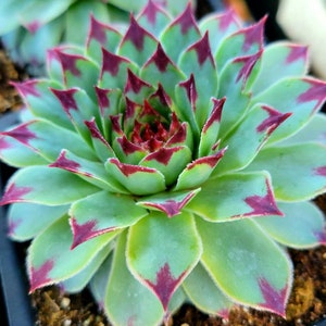 Sempervivum calcareumJordan sempervivum tectorum Hens & Chicks beautiful purple sempervivum. image 4