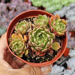 May include: A cluster of five green and reddish-tipped succulent plants arranged in a round, terracotta-colored plastic pot. The fleshy, rosette-shaped leaves are tightly packed, with some dried brown leaves visible at the base of the soil.