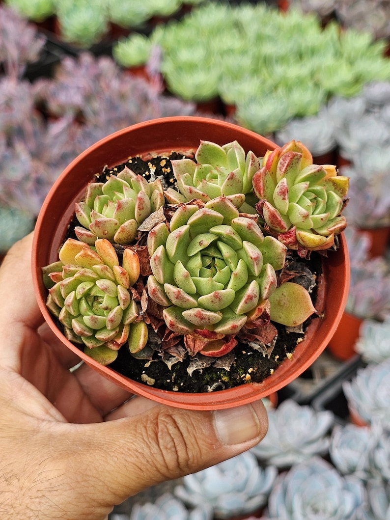 May include: A cluster of five green and reddish-tipped succulent plants arranged in a round, terracotta-colored plastic pot. The fleshy, rosette-shaped leaves are tightly packed, with some dried brown leaves visible at the base of the soil.