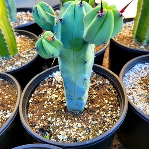 Great quality Myrtillocactus geometrizans cactus, Cereus Geometrizans, Myrtillocactus Grandiareolatus, blue candle cactus. image 2