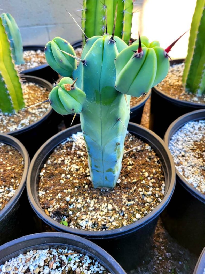 Great quality Myrtillocactus geometrizans cactus, Cereus Geometrizans, Myrtillocactus Grandiareolatus, blue candle cactus. image 2