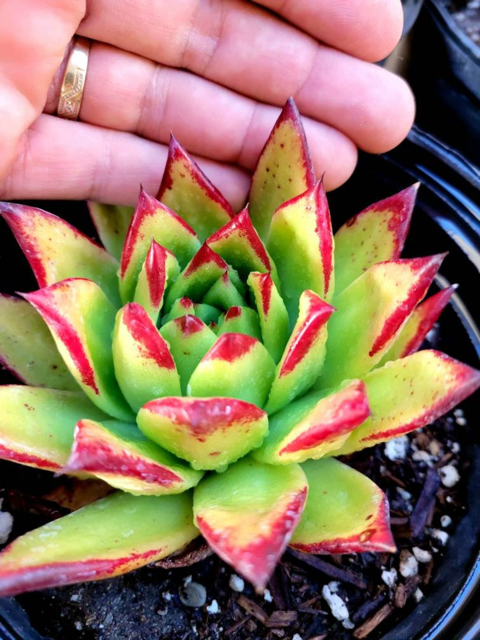 Echeveria Agavoides 'lipstick' Rare Succulent Etsy