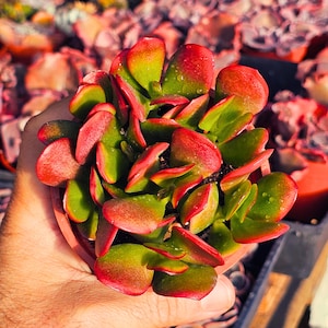 May include: A close-up of a succulent plant in a small terracotta pot. The plant has thick, rounded leaves with vibrant colors, transitioning from green to red. Water droplets are visible on the leaves. The plant is held in a person's hand.