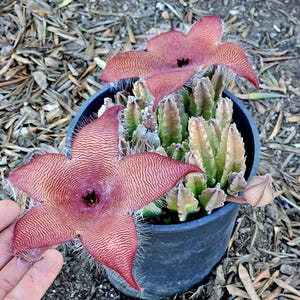 May include: A potted Stapelia gigantea succulent featuring two large, five-petaled, star-shaped flowers with a textured, reddish-brown striped pattern and fine white hairs along the edges, growing from a cluster of upright, green, ridged stems.