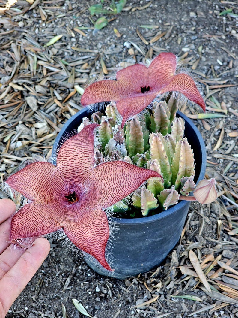 May include: A potted Stapelia gigantea succulent featuring two large, five-petaled, star-shaped flowers with a textured, reddish-brown striped pattern and fine white hairs along the edges, growing from a cluster of upright, green, ridged stems.