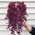 Large String of Ruby Othonna Capensis Succulent Houseplants Live Rare Hanging Plant, string succulent.