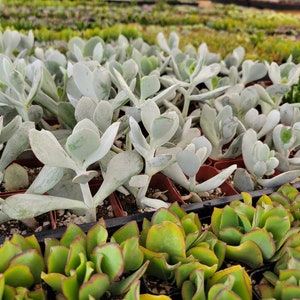 May include: Rows of various succulents in brown plastic trays. The foreground features green succulents with red edges, while the background showcases silvery-green succulents with rounded leaves. The plants are densely packed, creating a lush, textured display.