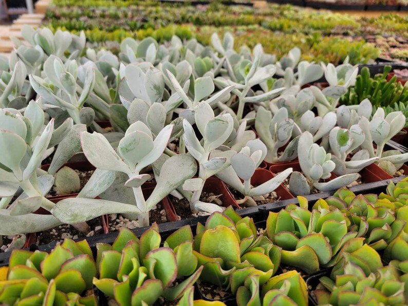 May include: Rows of various succulents in brown plastic trays. The foreground features green succulents with red edges, while the background showcases silvery-green succulents with rounded leaves. The plants are densely packed, creating a lush, textured display.