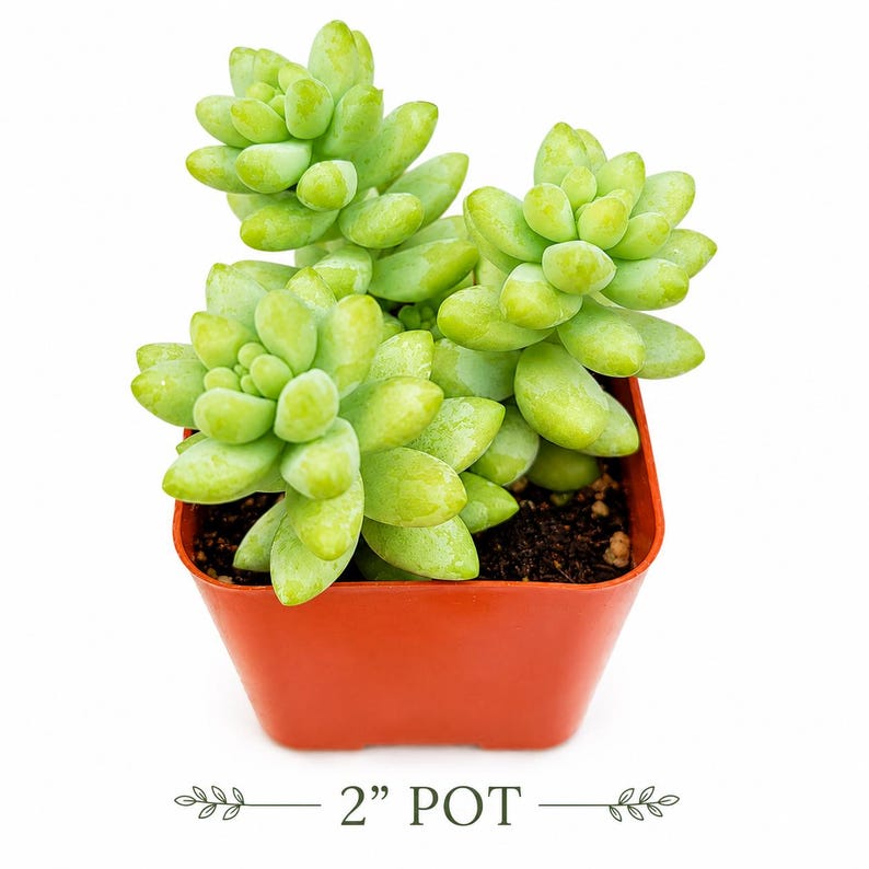 Donkey Tail Succulent – Trailing Sedum Morganianum, Rare Hanging Plant, Easy to Propagate imagen 3