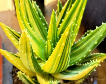 Aloe Nobilis Variegated, Aloe Variegated, aloe variegata, Rare aloe, Dwarf aloe, Variegated Gold Tooth Aloe.