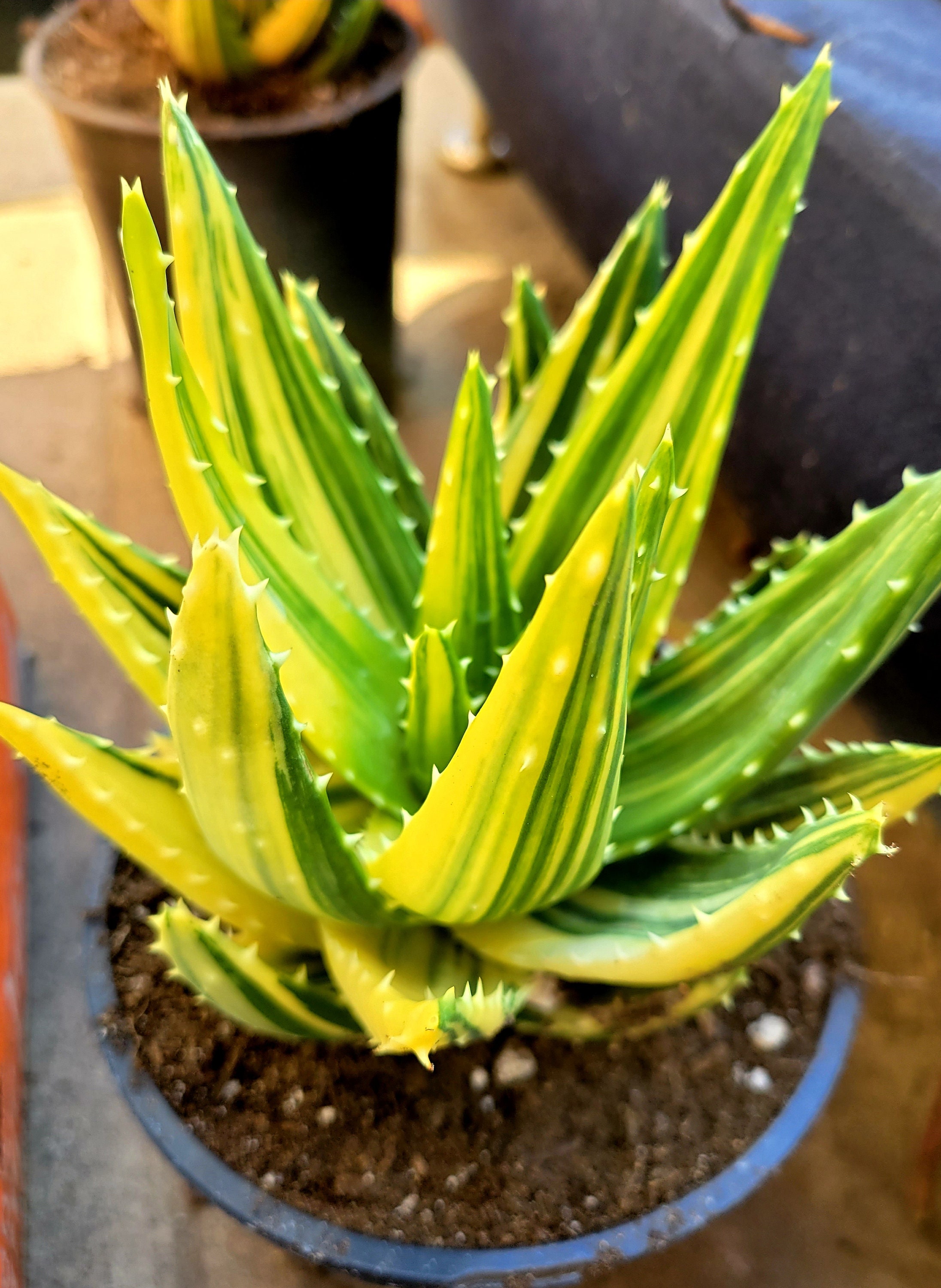 Dwarf Nobilis Aloe, Tooth Aloe Aloe Aloe Etsy Aloe, Aloe. Variegated, - Rare Variegata, Variegated Gold Variegated,