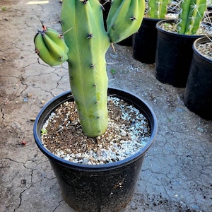 Great quality Myrtillocactus geometrizans cactus, Cereus Geometrizans, Myrtillocactus Grandiareolatus, blue candle cactus. image 3