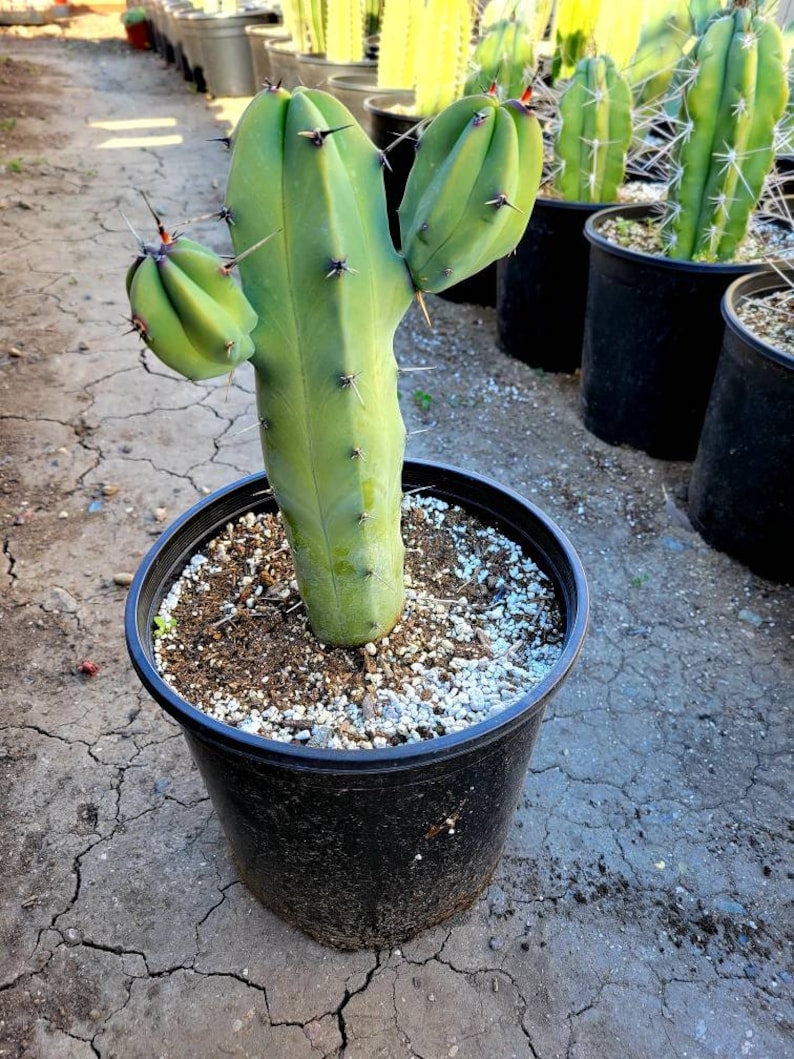 Great quality Myrtillocactus geometrizans cactus, Cereus Geometrizans, Myrtillocactus Grandiareolatus, blue candle cactus. image 3