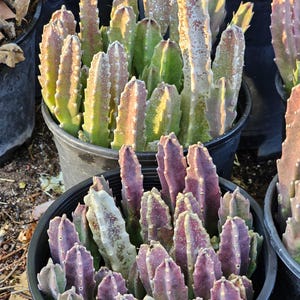 May include: A cluster of succulent plants in a black plastic pot, featuring upright, ribbed stems with serrated edges. The stems display a gradient of colors, ranging from deep purple and reddish-brown to light green, with some white speckled textures.