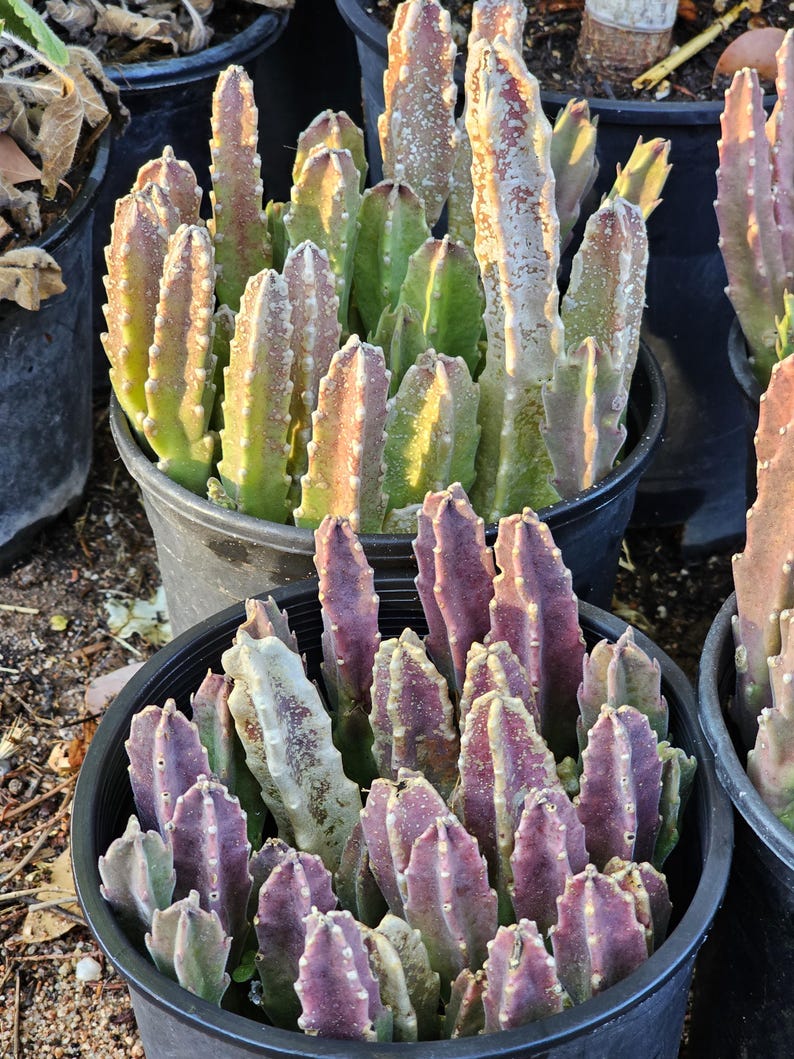 May include: A cluster of succulent plants in a black plastic pot, featuring upright, ribbed stems with serrated edges. The stems display a gradient of colors, ranging from deep purple and reddish-brown to light green, with some white speckled textures.