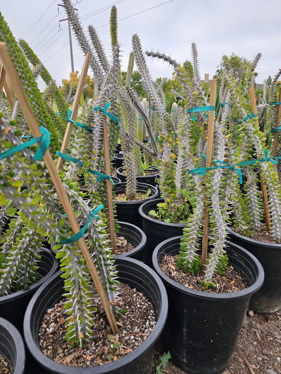 Madagascar Ocotillo Plant: Alluaudia Procera, Exotic Succulent - Etsy