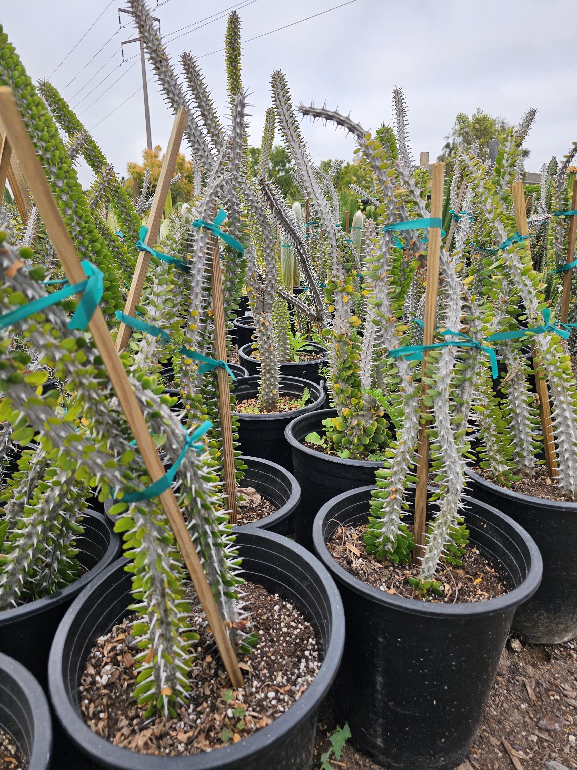 Madagascar Ocotillo Plant: Alluaudia Procera, Exotic Succulent - Etsy