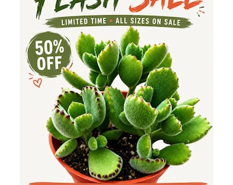 May include: A fuzzy green bear paw succulent plant in a terracotta pot. Text reads: FLASH SALE, LIMITED TIME ALL SIZES ON SALE, 50% OFF, TODAY'S DEAL WON'T BE TOMORROW'S. The plant has thick, rounded leaves with small brown serrated tips.