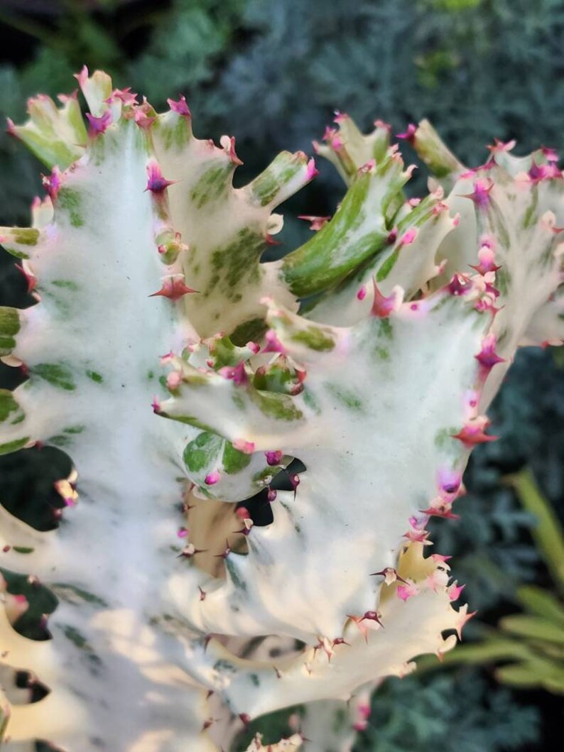 Euphorbia Lactea Variegata White Ghost Candelabra Plant. Etsy