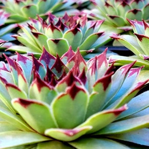 Sempervivum calcareumJordan sempervivum tectorum Hens & Chicks beautiful purple sempervivum. image 5