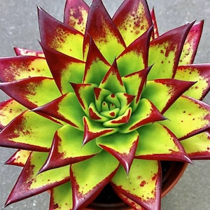 Echeveria &#39;Lipstick&#39; Succulent: Rare Agavoides Form, Red Edged Live Plant
