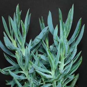 Senecio mandraliscae Senecio ficoides Senecio serpens Blue Chalksticks Plant Rare Potted succulent Rare senecio. image 8