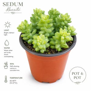 Donkey Tail Succulent – Trailing Sedum Morganianum, Rare Hanging Plant, Easy to Propagate imagen 4