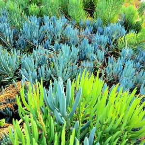 Senecio mandraliscae Senecio ficoides Senecio serpens Blue Chalksticks Plant Rare Potted succulent Rare senecio. image 1