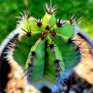 Polaskia chichipe rare cactus rare succulent Edible fruit similar to dragon fruit, pitaya mexican fruit. image 3