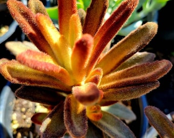 Kalanchoe tomentosa cinnamon, rare succulent.