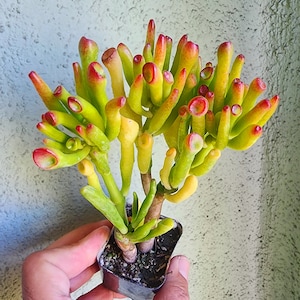 May include: A small potted succulent plant with thick, tubular, green stems tipped with red. The plant is in a small black plastic pot. The background is a textured, light green wall.